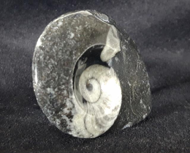 Manticoceras sp. HYATT 1884 - Bild &copy; FossNet FossilienStore